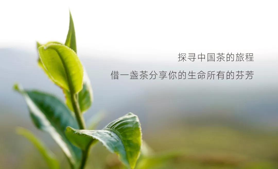 探寻中国茶的旅程